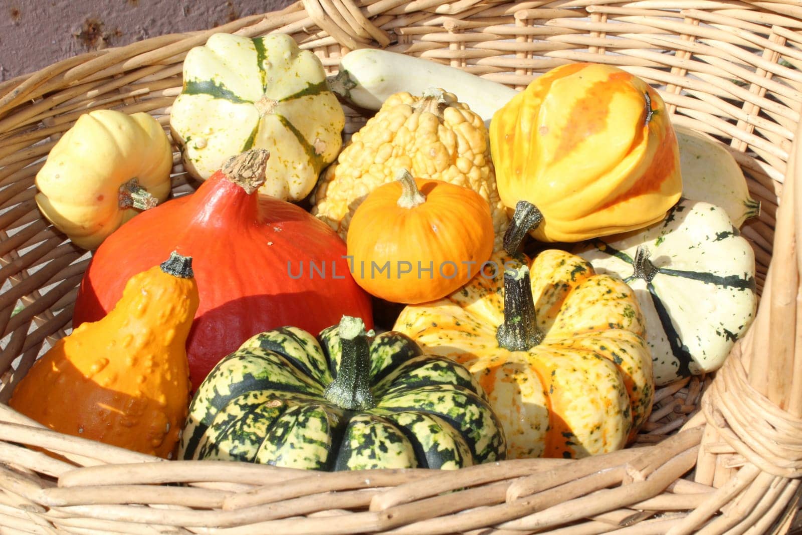 Pumpkin