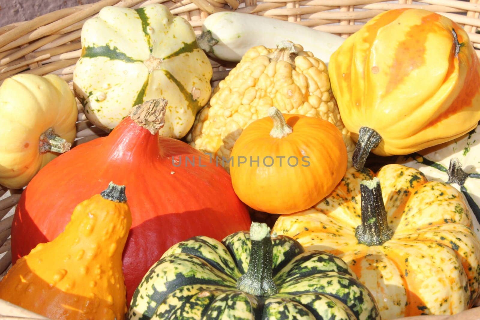 Pumpkin