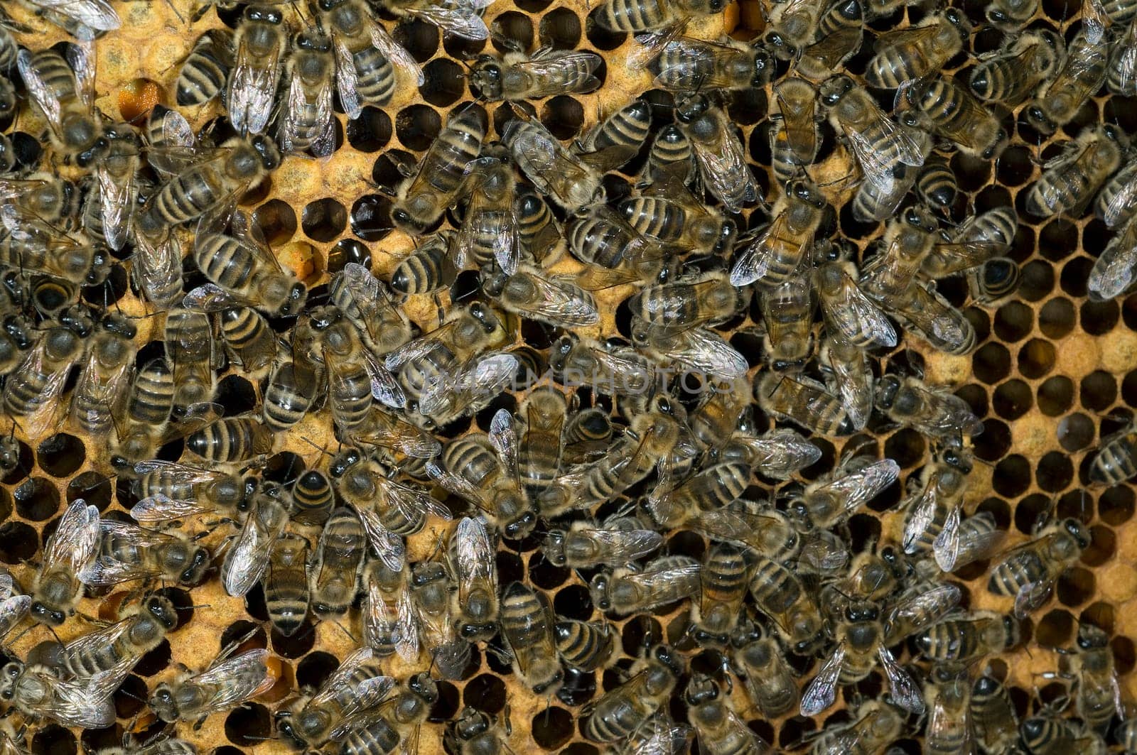 Honigbienen, Biene  Apis  mellifera