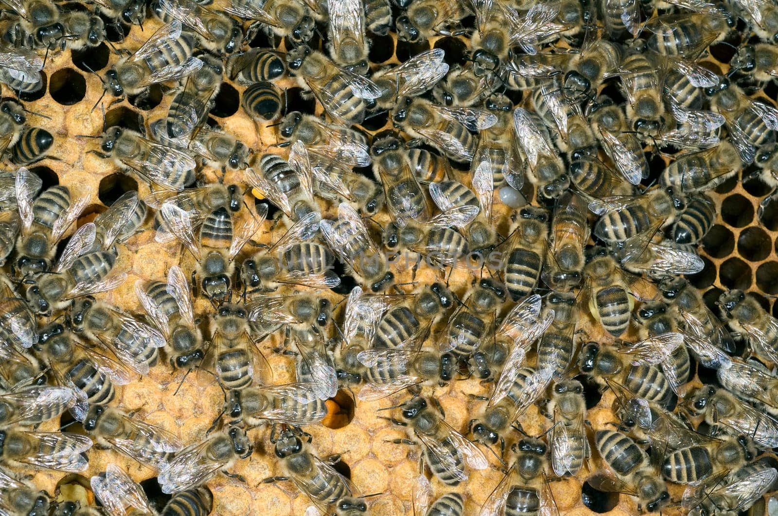 Honigbienen, Biene  Apis  mellifera