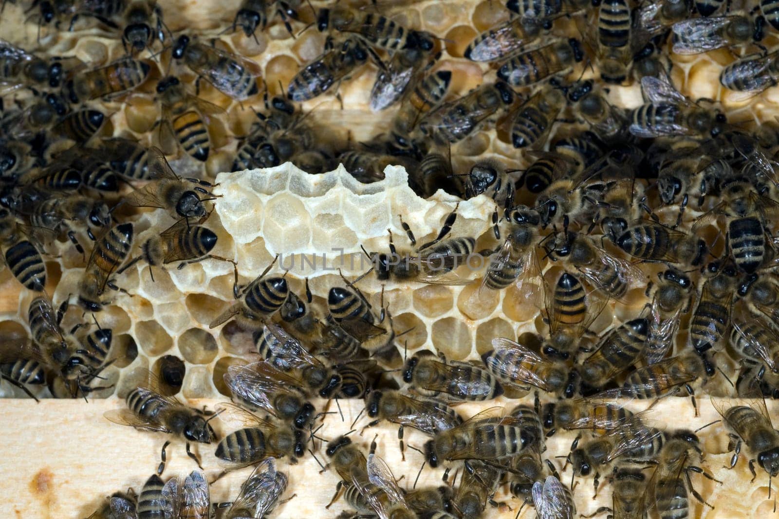 Honigbienen, Biene  Apis  mellifera