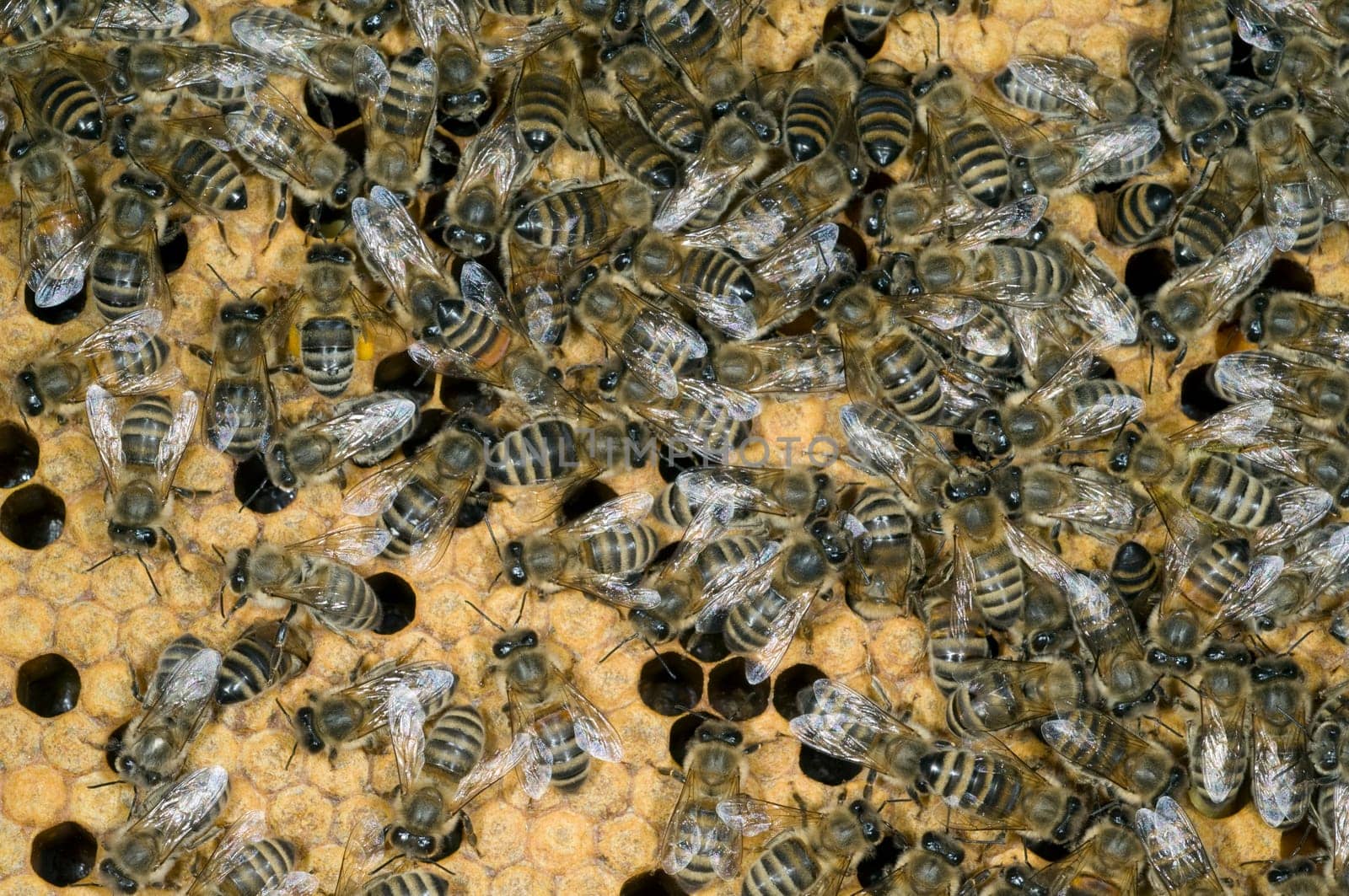 Honigbienen, Biene  Apis  mellifera