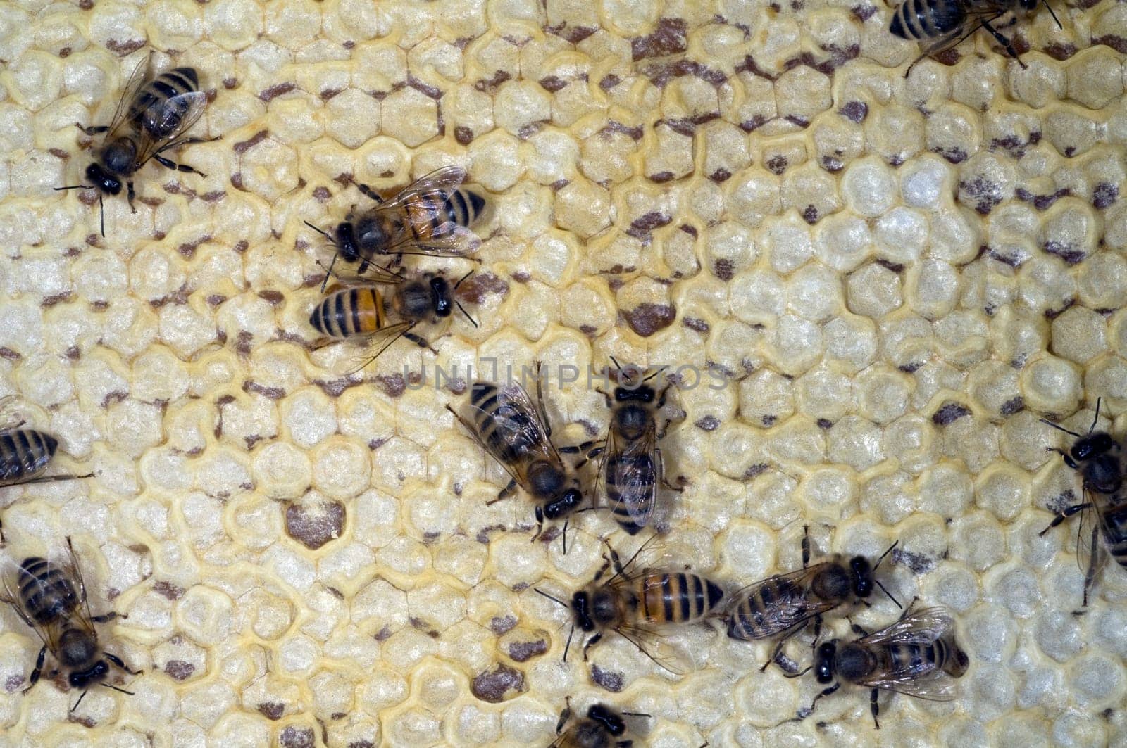 Honigbienen, Biene  Apis  mellifera