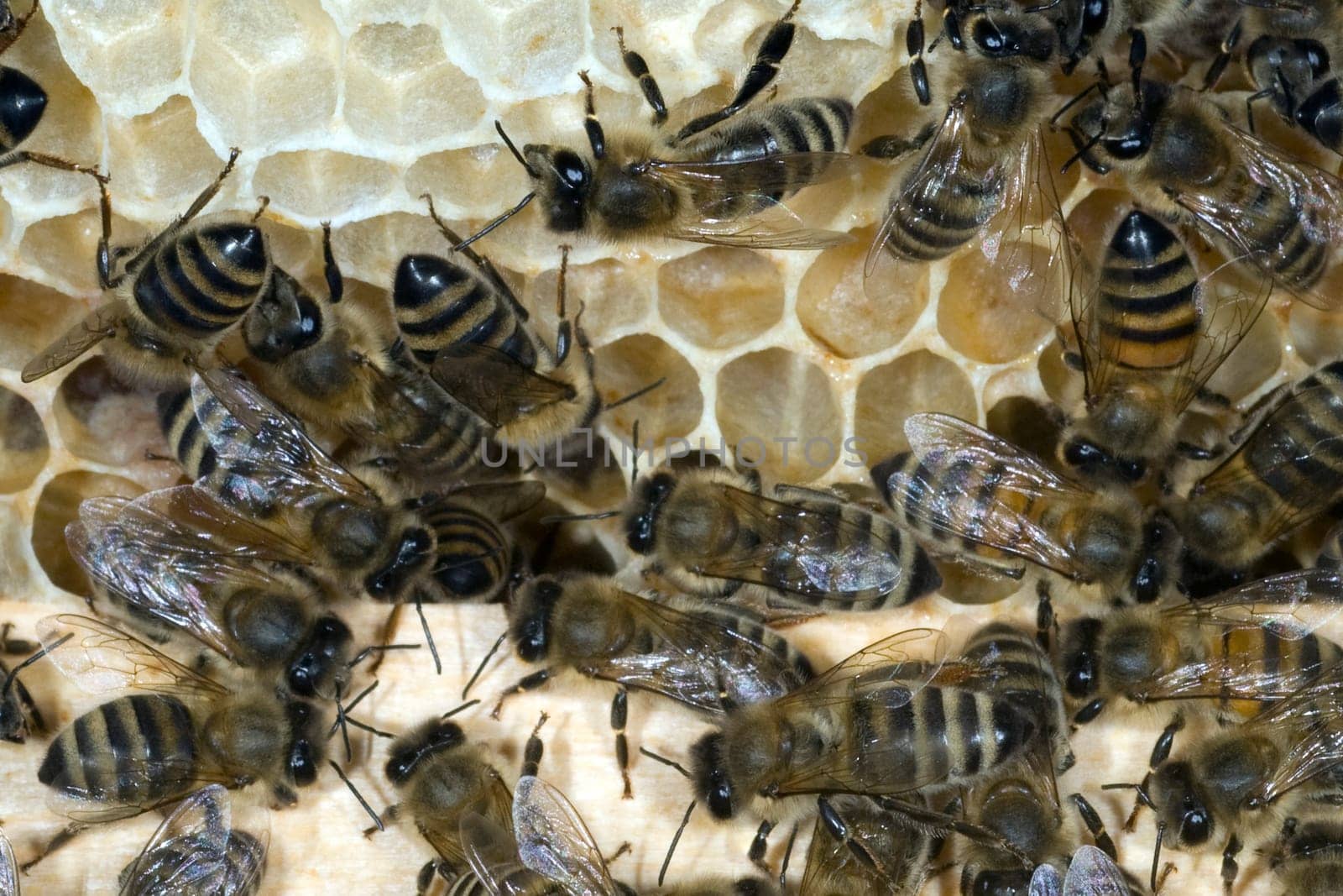 Honigbienen, Biene  Apis  mellifera