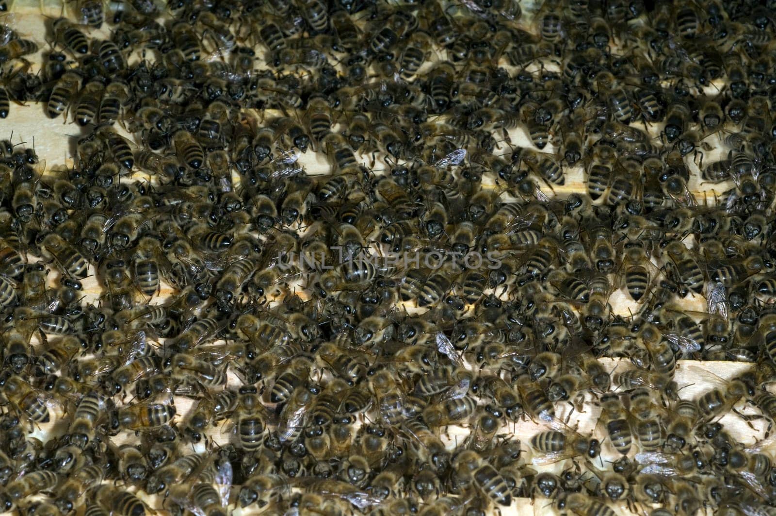 Honigbienen, Biene  Apis  mellifera