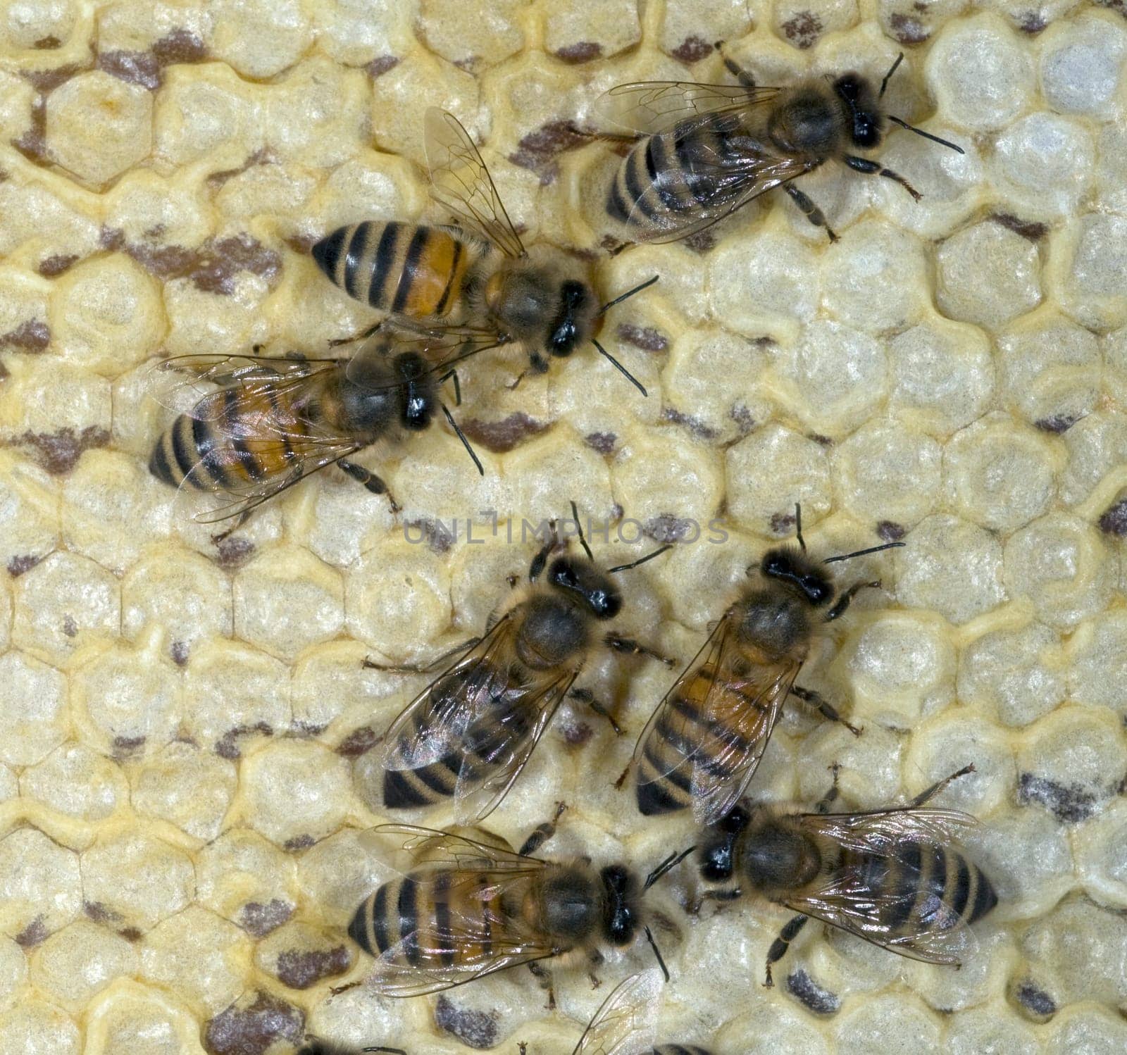 Honigbienen, Biene  Apis  mellifera