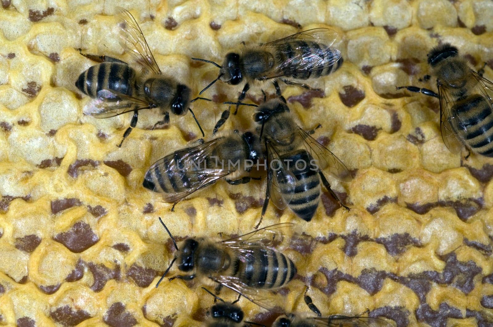 Honigbienen, Biene  Apis  mellifera