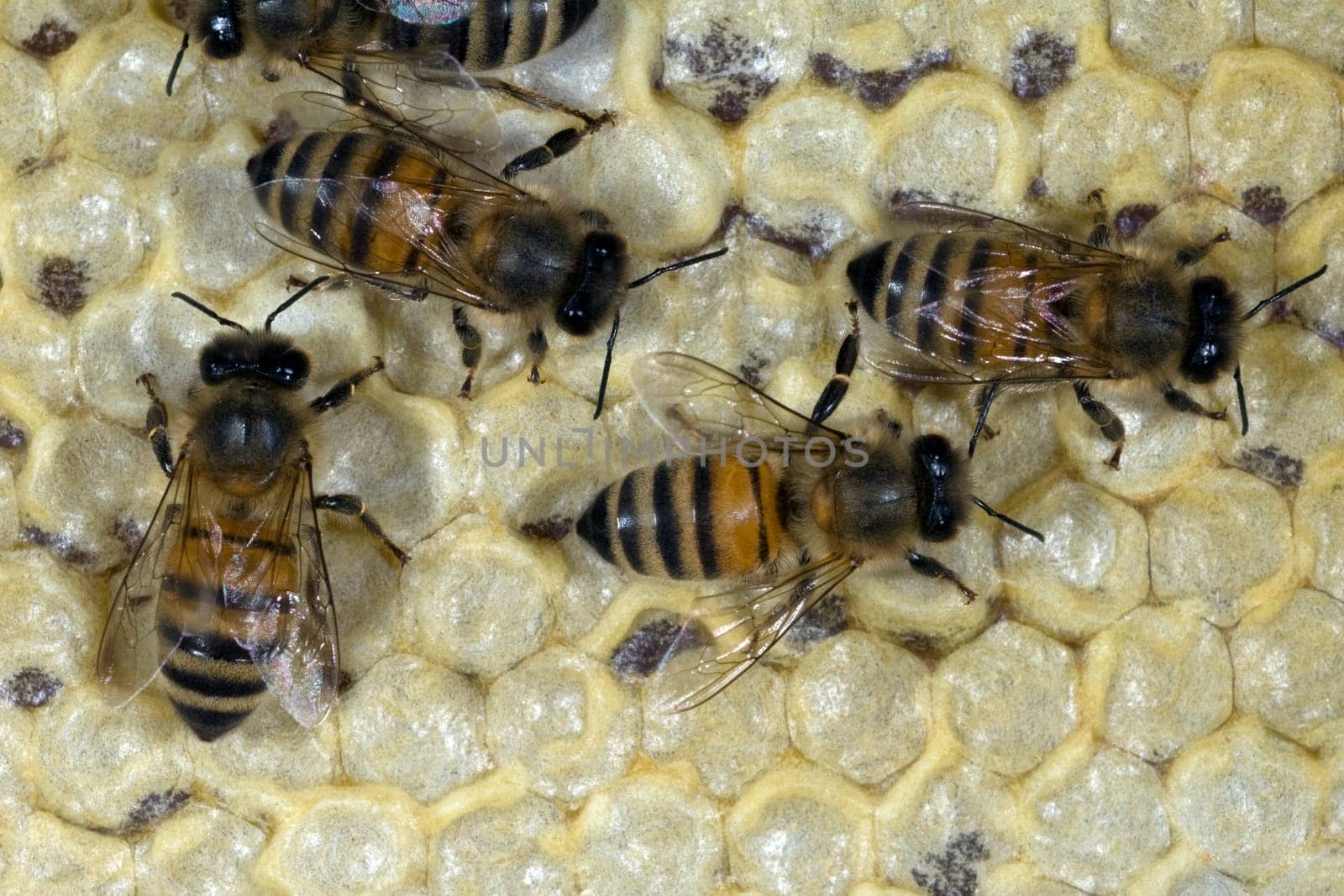 Honigbienen, Biene  Apis  mellifera