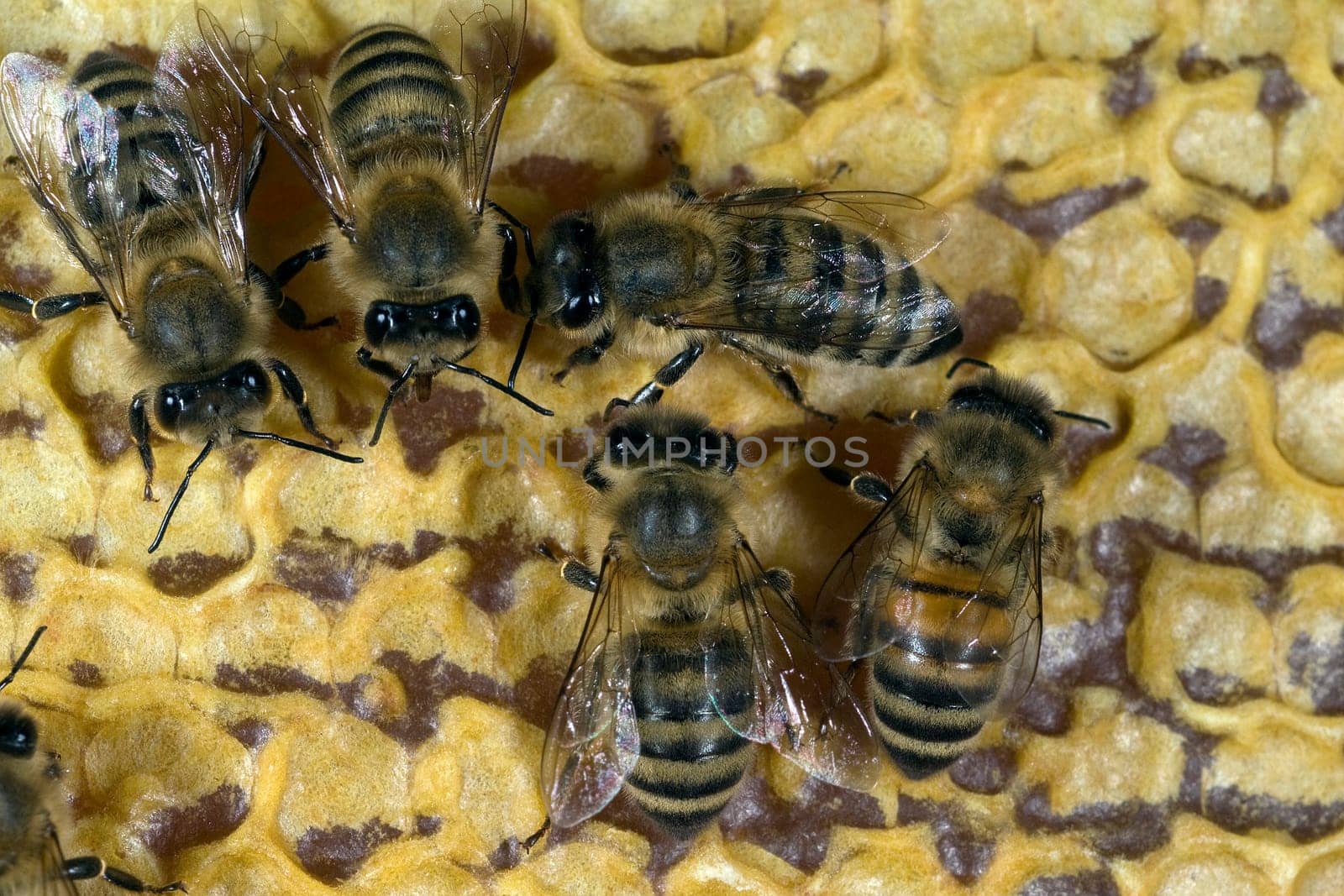 Honigbienen, Biene  Apis  mellifera