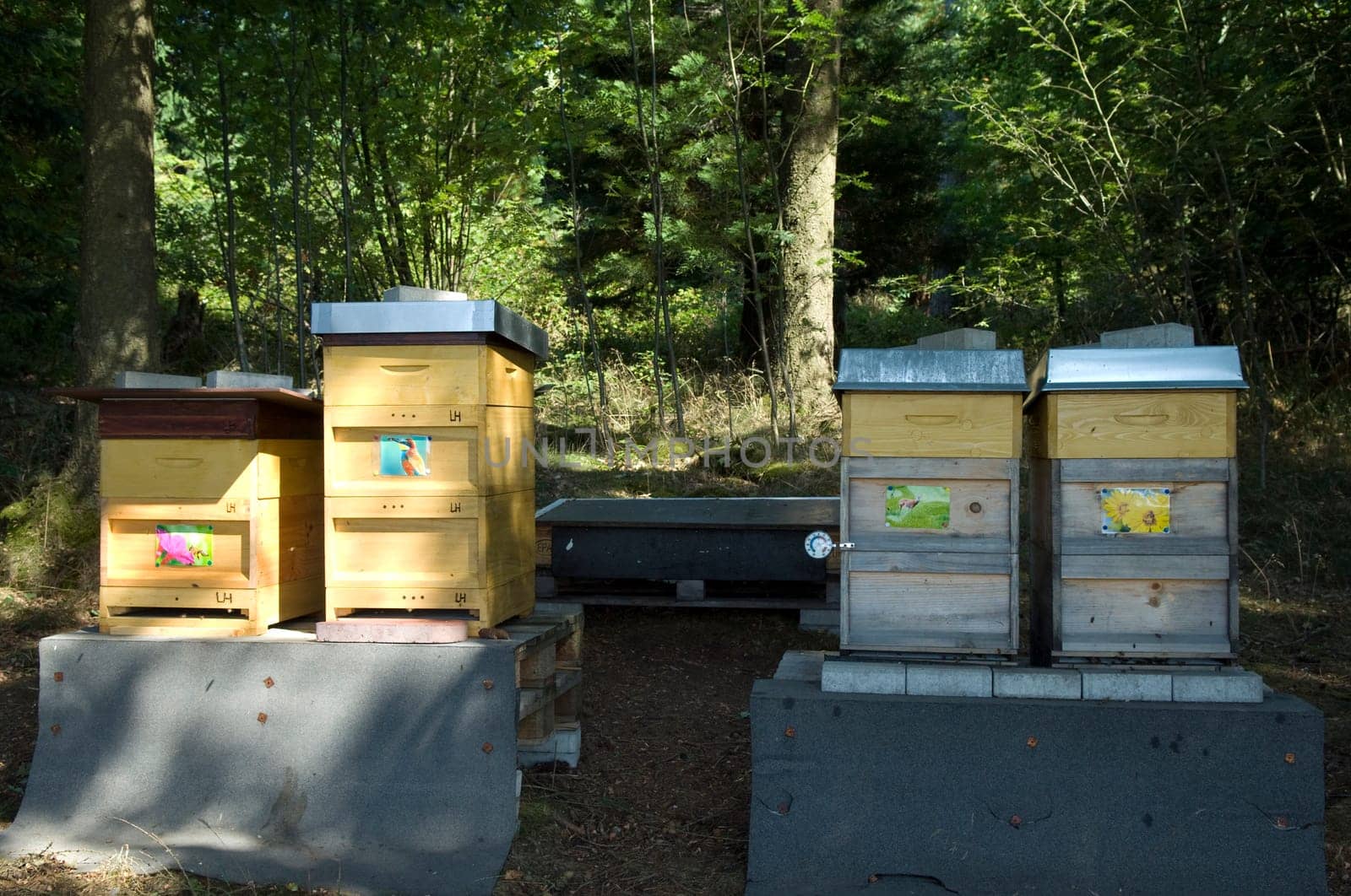 Honigbienen, Biene  Apis  mellifera