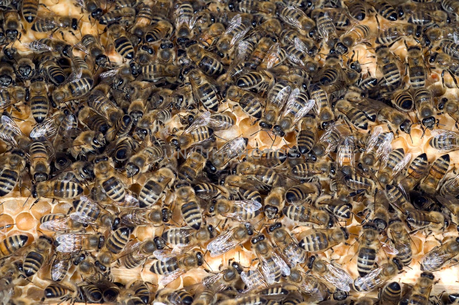 Honigbienen, Biene  Apis  mellifera