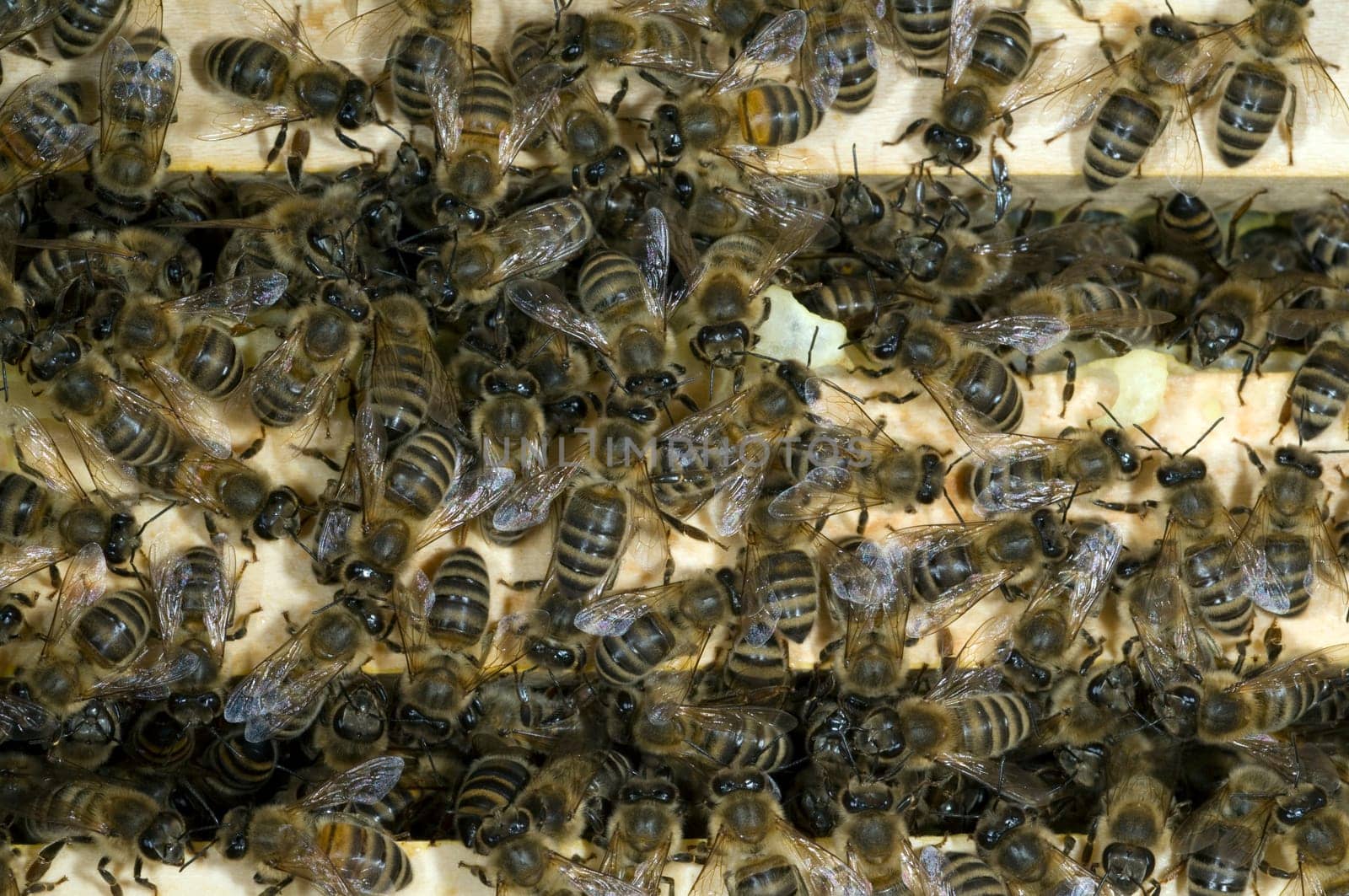 Honigbienen, Biene  Apis  mellifera