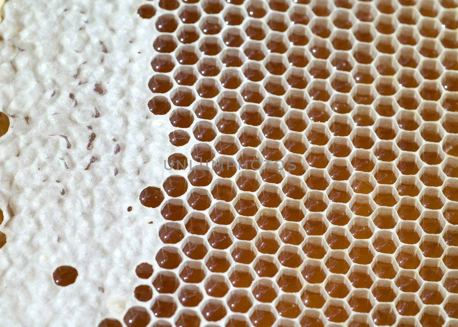 Honigwaben, waben, Bienenwachs, wachs, Bienenstock
