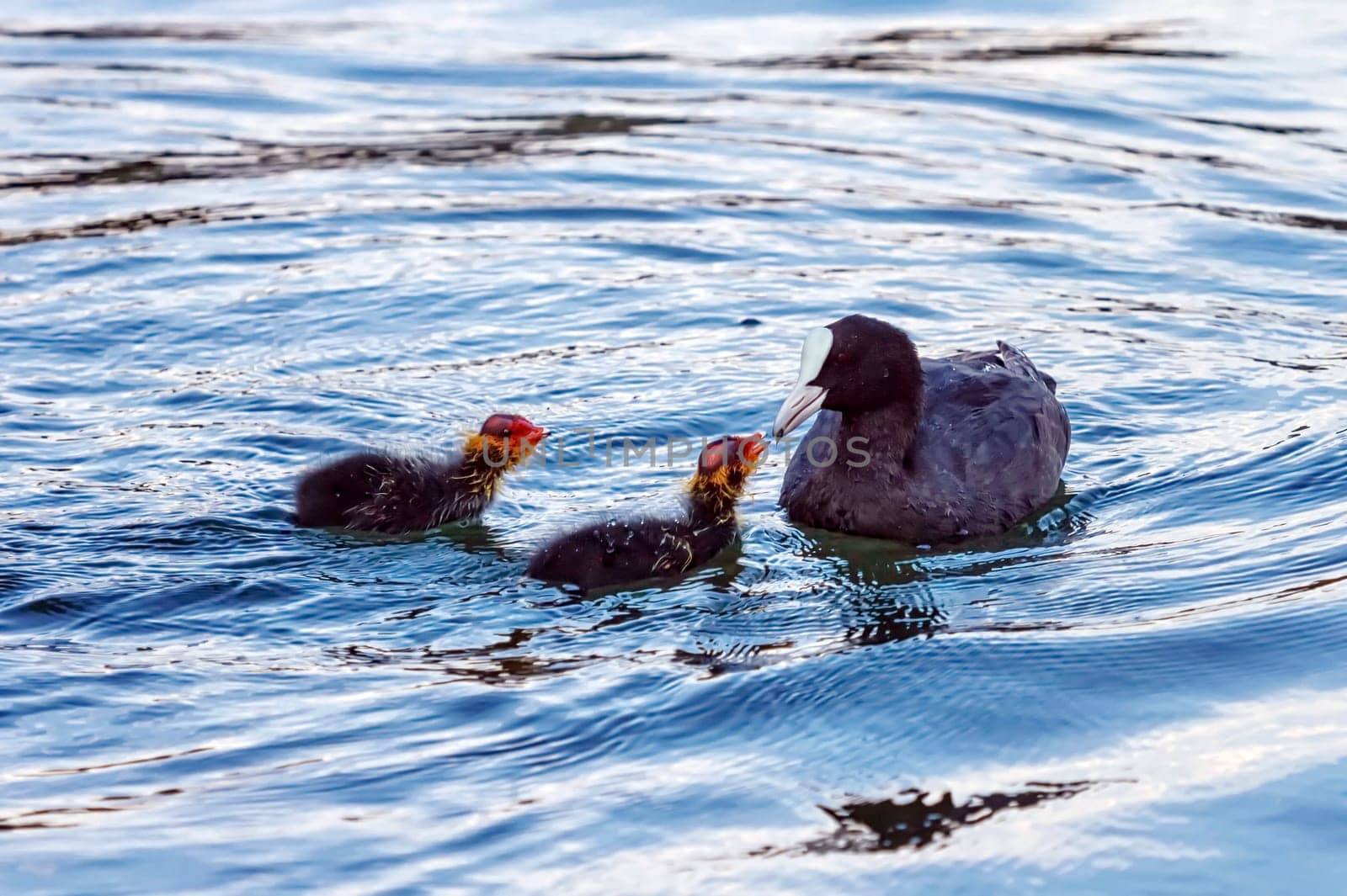 Eurasian or common coot, fulicula atra, feeding two ducklings on the water
