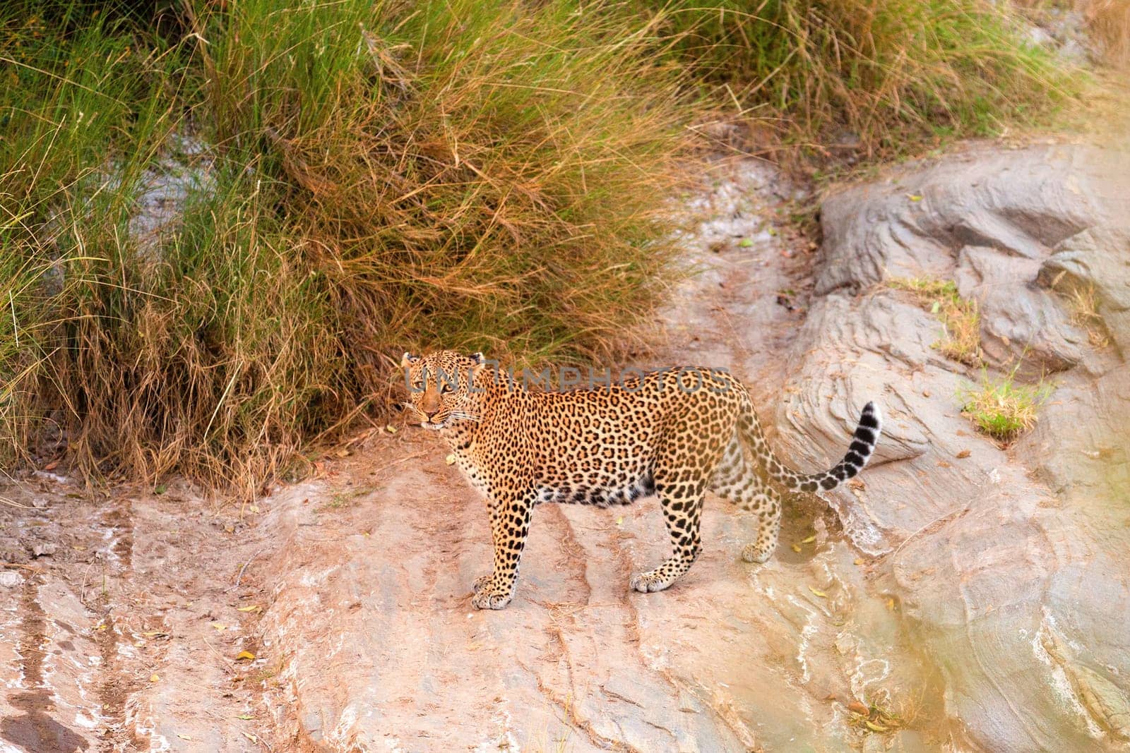 Female leopard walking slowly and looking for its pray in Masai Mara, Kenya