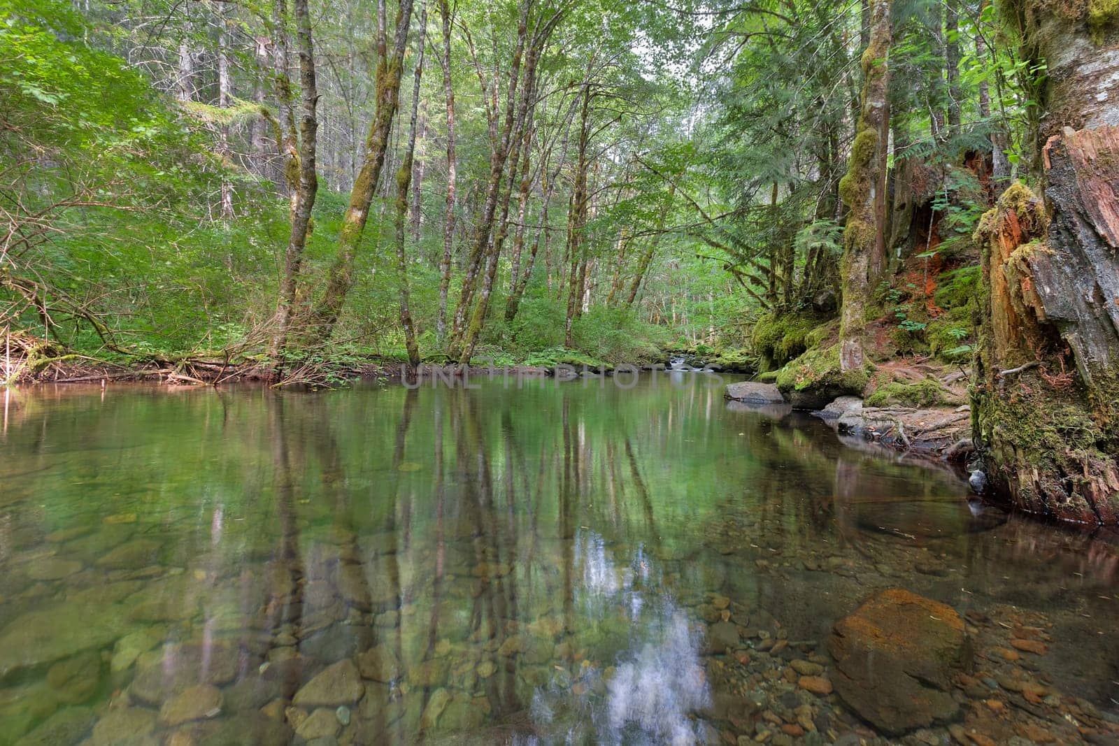 Falls Creek Forest Reflection in Gifford Pinchot National Forest in Washington State