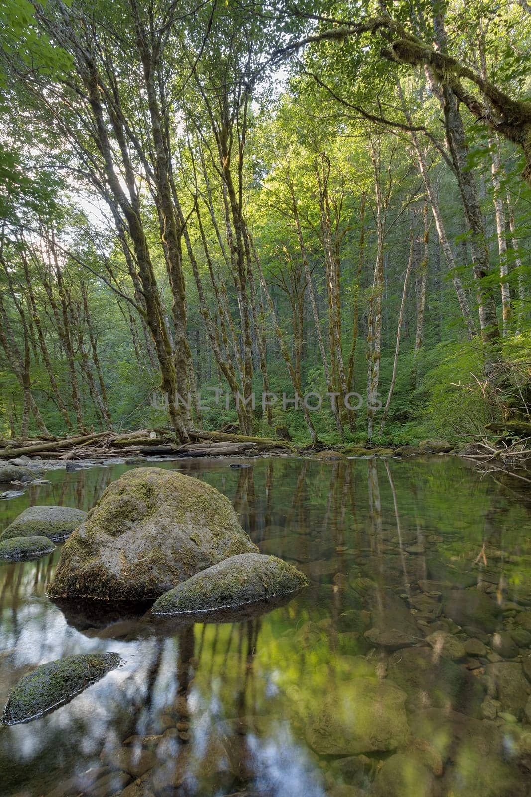 Falls Creek Forest with Mossy Rocks Reflection in Gifford Pinchot National Forest in Washington State