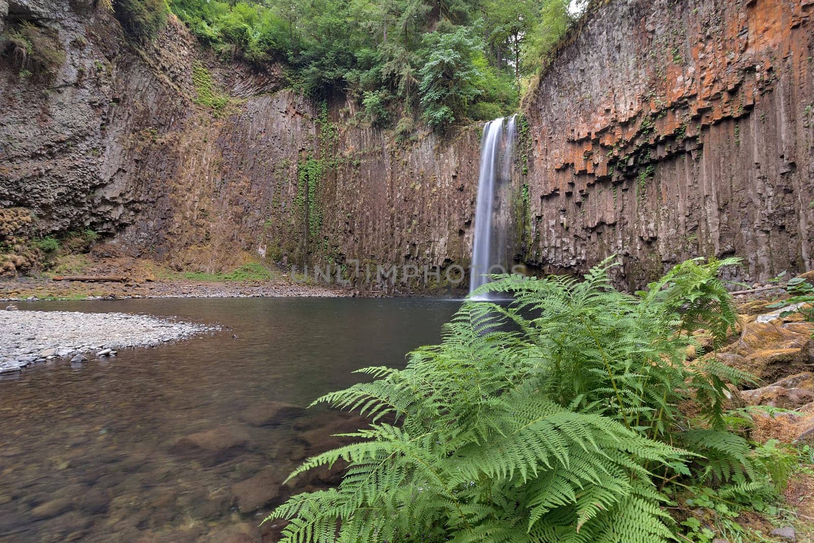 Abiqua Falls with Bracken Ferns by the town of Scotts Mills off Crooked Finger Road in Marion County Oregon.