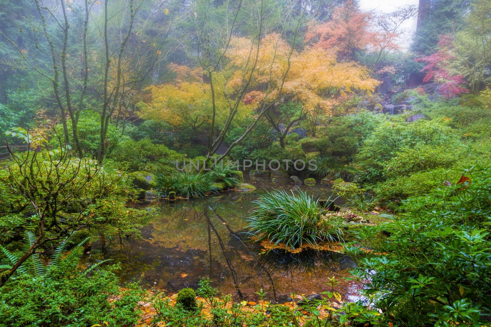 Foggy Morning by the Pond at Portland Japanese Garden in Autumn