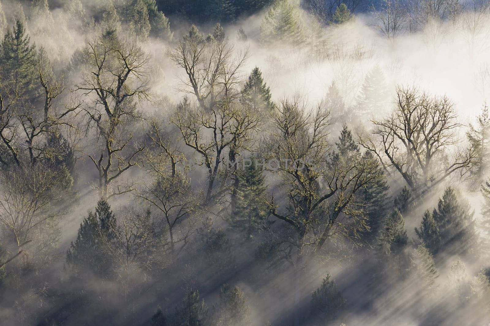 Sun Rays Beaming Through the Misty Fog in Forest by Sandy River Oregon