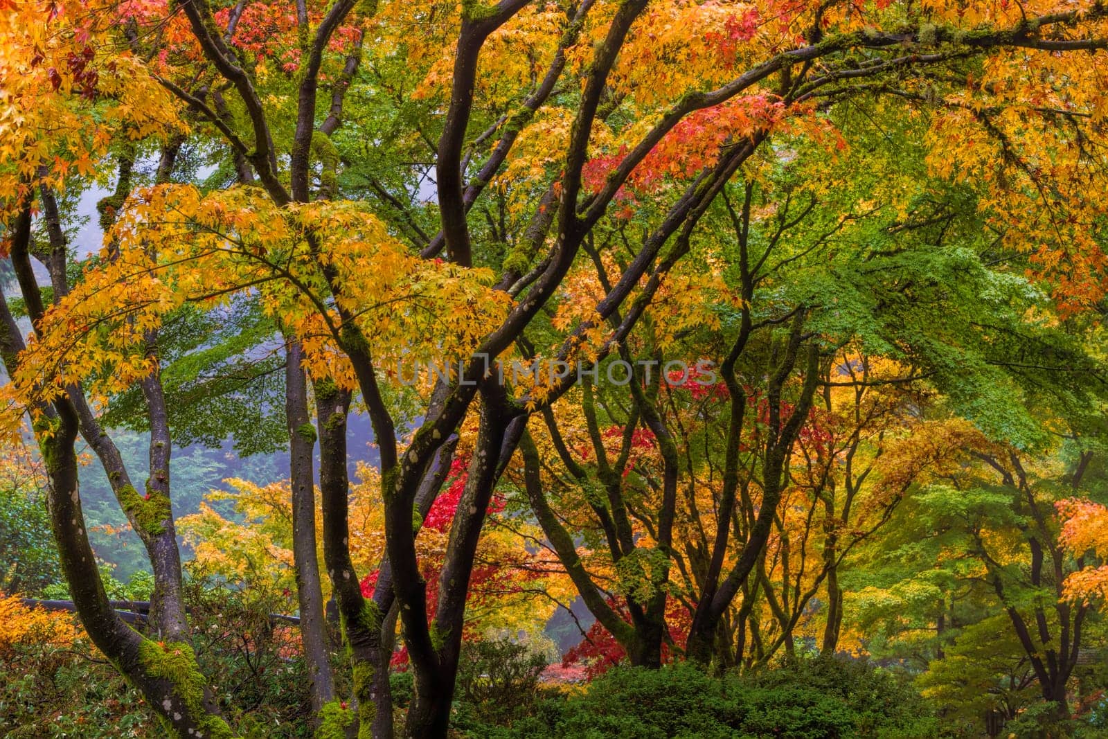 Japanese Maple Tree Canopy at Portland Japanese Garden in Autumn