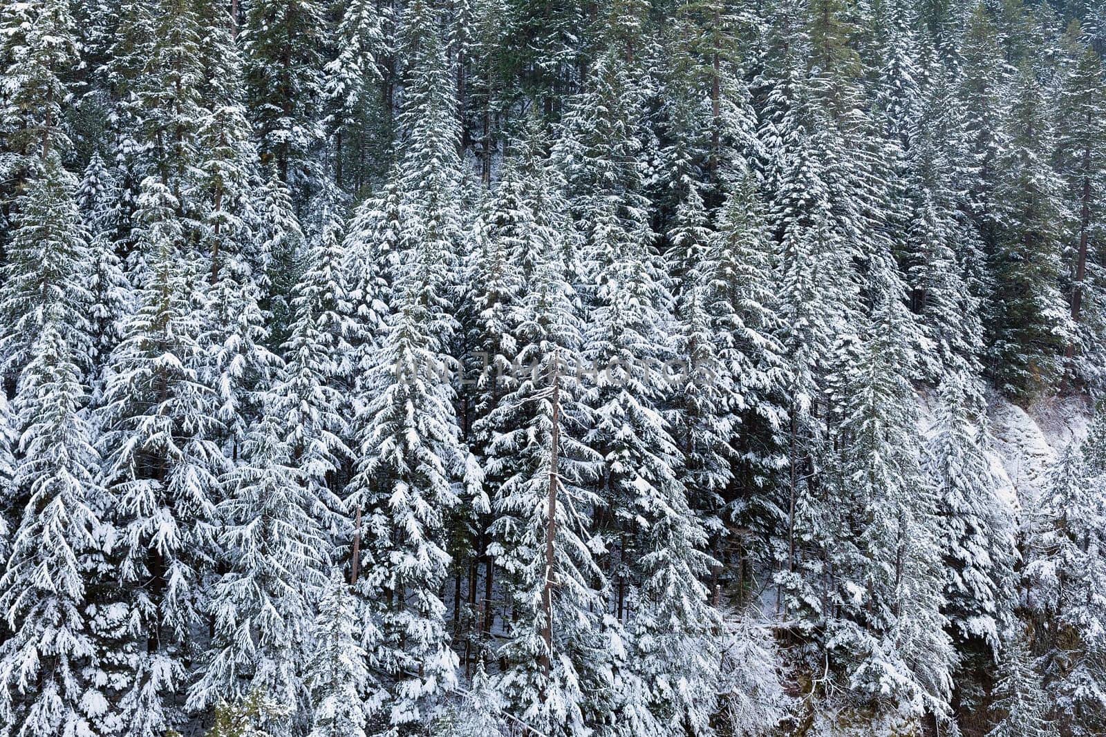 Snow Covered Evergreen Fir Trees at the Columbia River Gorge in Oregon during Winter Season