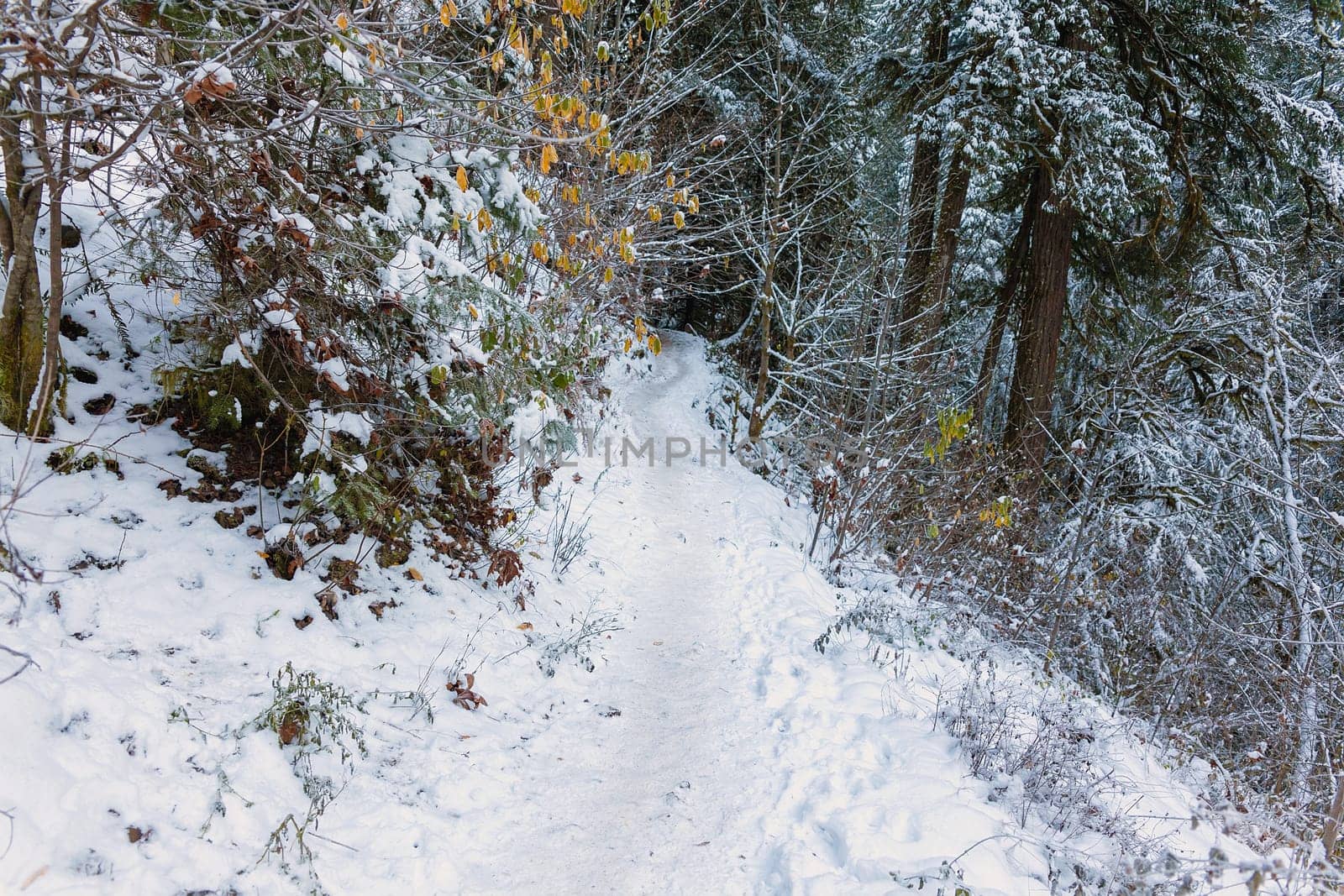 Snow Covered Forest Hiking Trail at Columbia River Gorge in Winter Season