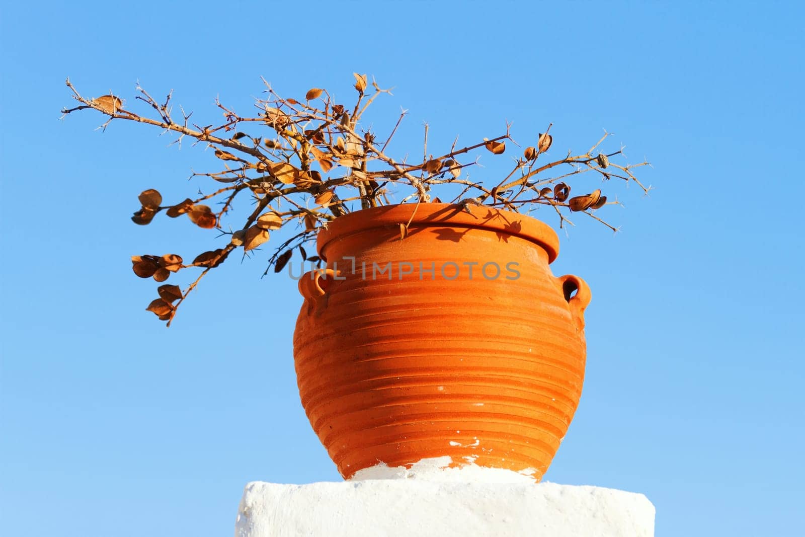 Pot with plant, typical greek decoration, Oia, Santorini