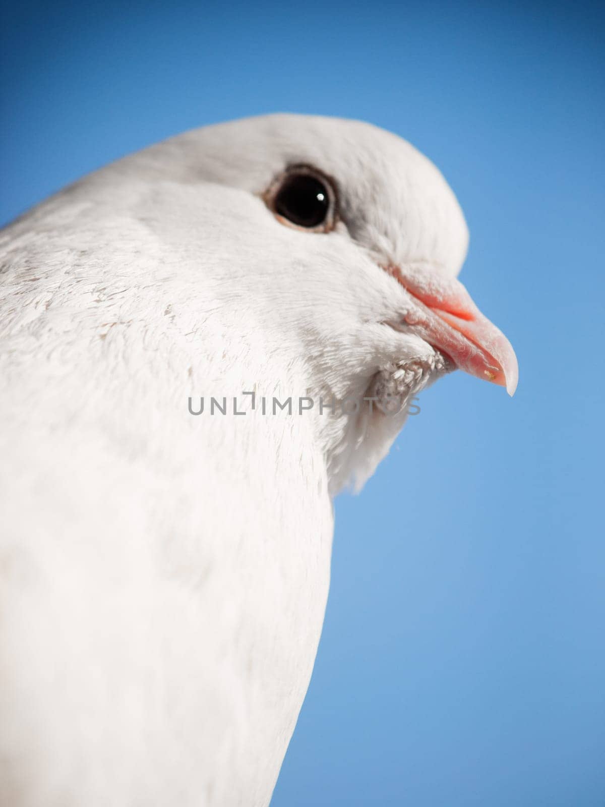 White dove close up