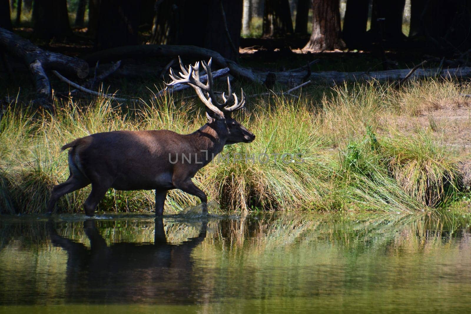 Red deer
