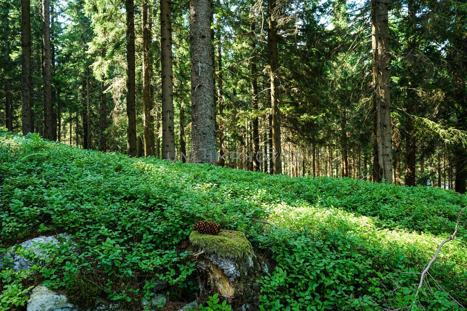 Forest,landscape with conifer and forest floor
