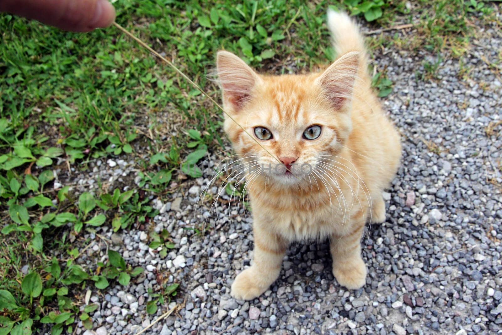 A young bright red kitten. A little cat with blue eyes