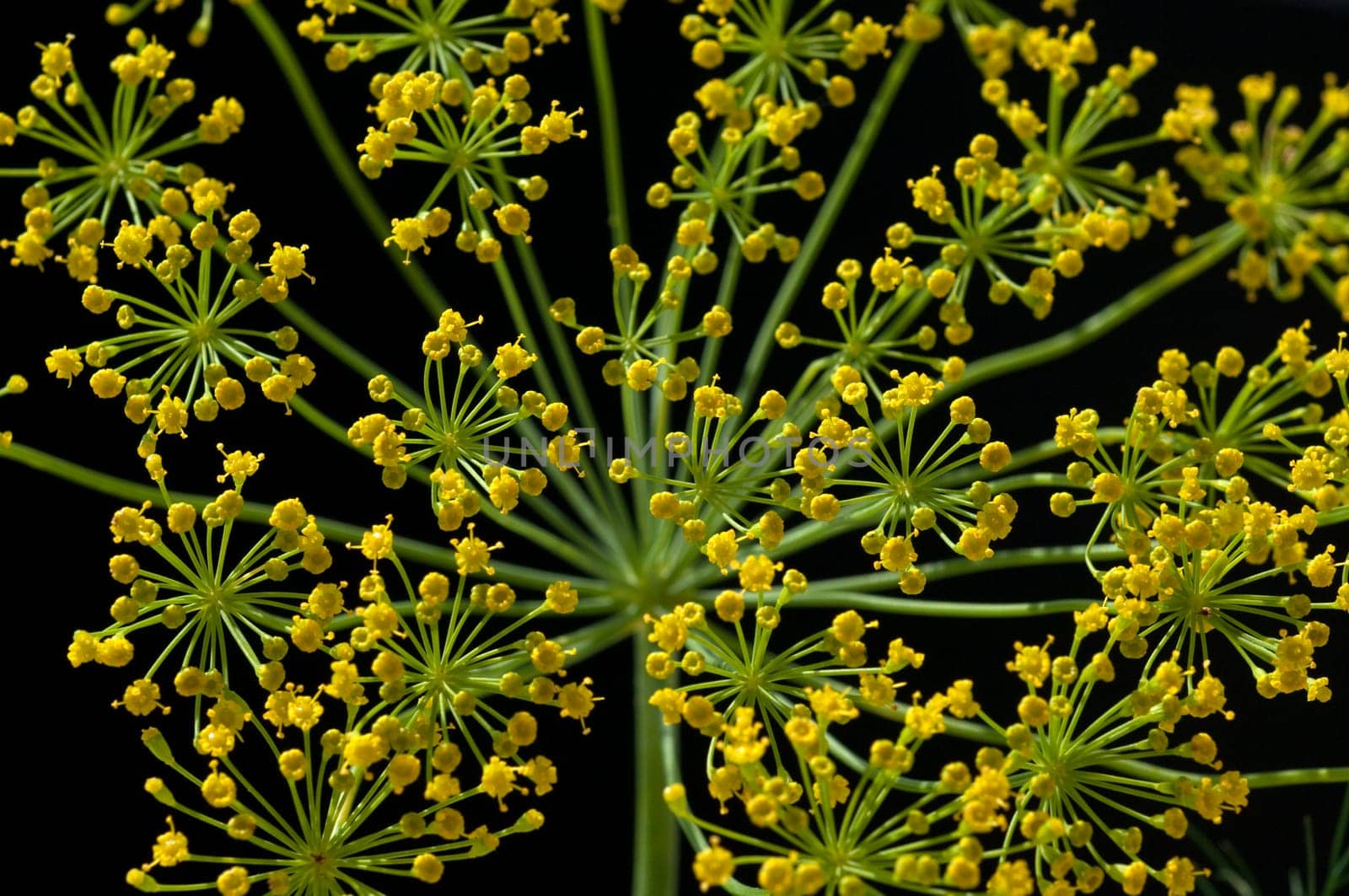 Dill  Anethum graveolens  Dilldolde  Heilpflanze