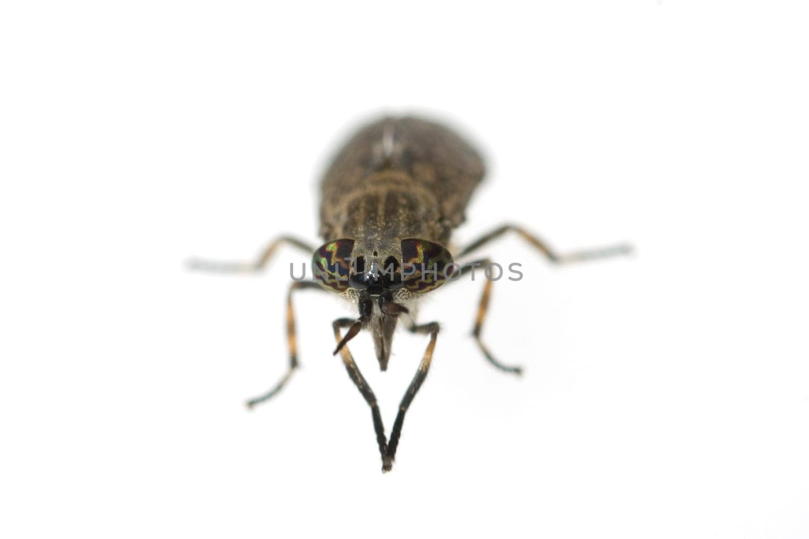 Bremse  Bremsen  Fliege  Tabanus Bovinus  Insekt