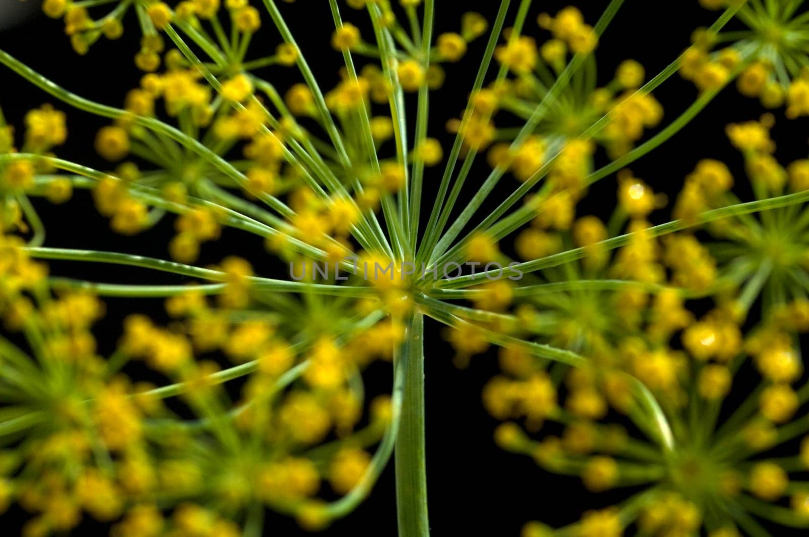 Dill  Anethum graveolens  Dilldolde  Heilpflanze