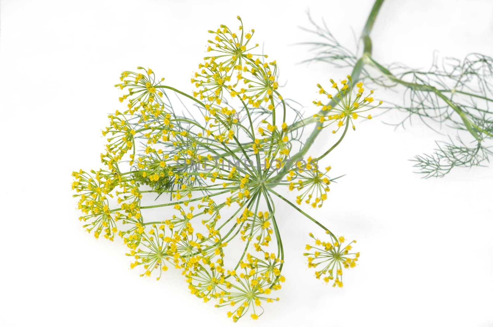 Dill  Anethum graveolens  Dilldolde  Heilpflanze