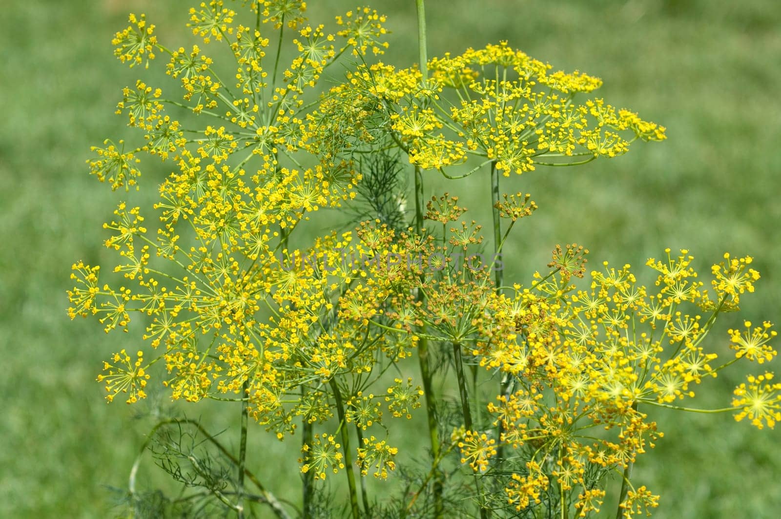 Dill  Anethum graveolens  Dilldolde  Heilpflanze