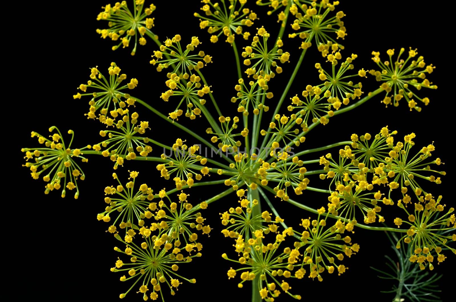 Dill  Anethum graveolens  Dilldolde  Heilpflanze