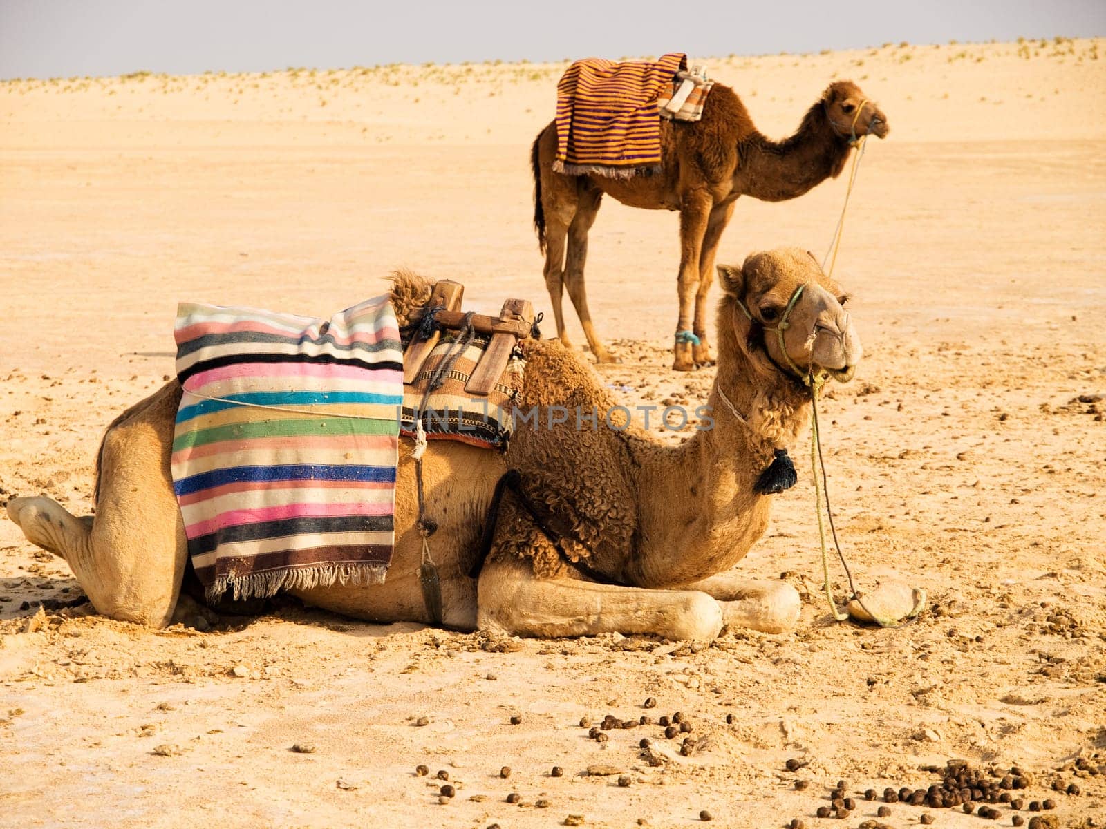 Camel in the desert