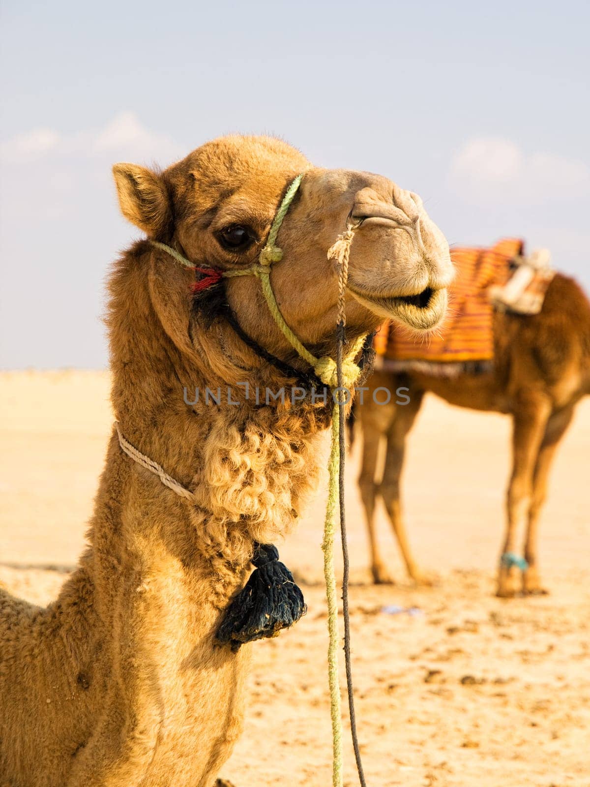 Camel in the desert