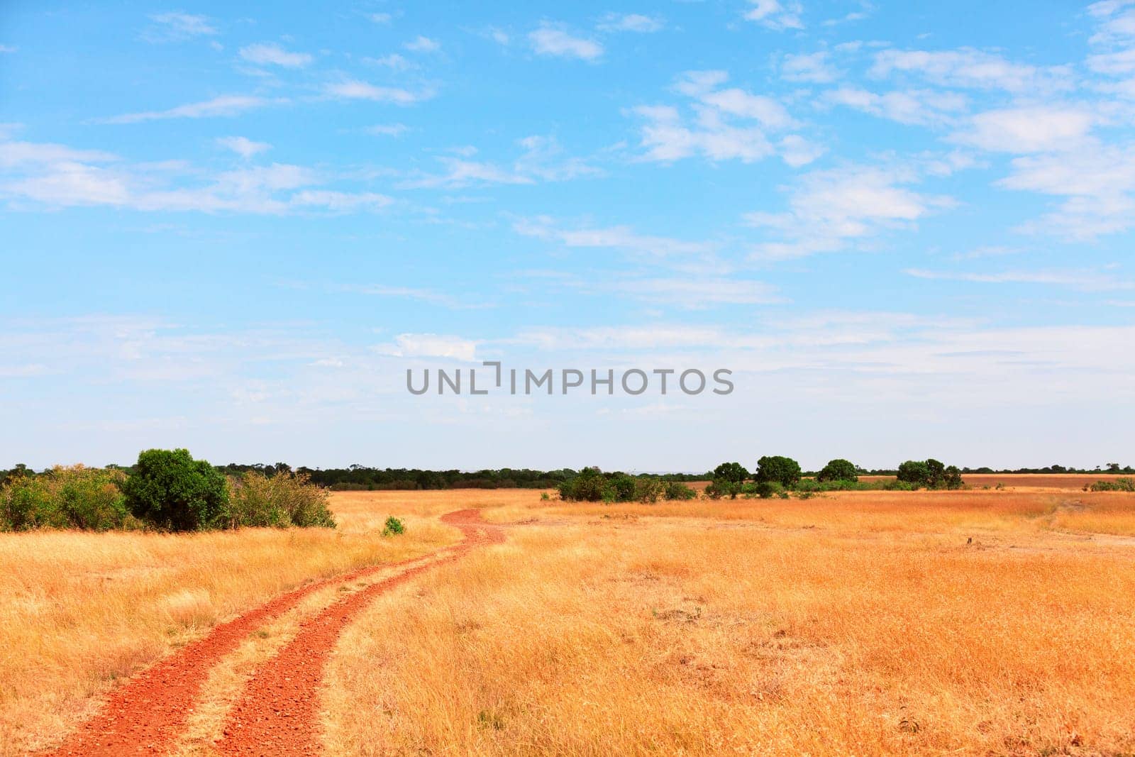 Masai Mara landscape during the dry season, Kenya