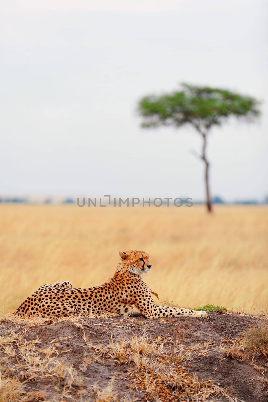 Male cheetah sitting in grass and looking for its pray in Masai Mara, Kenya