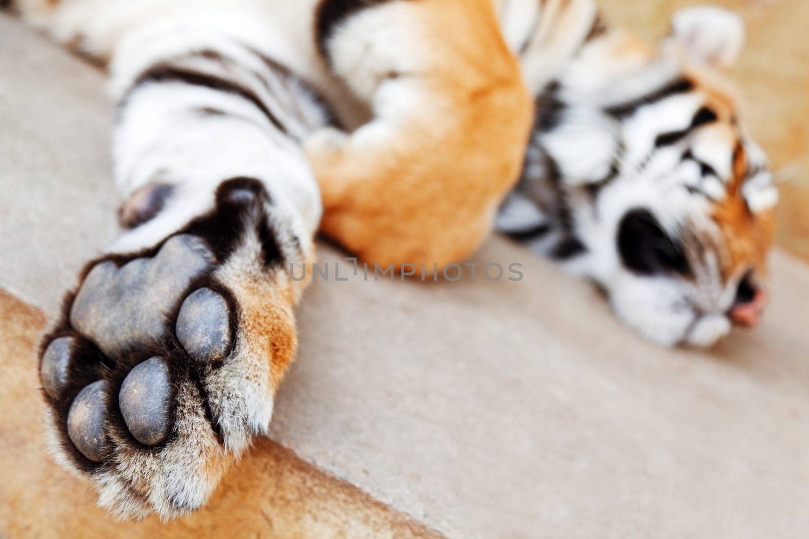 Sleeping tiger close up - shot in Chiang Mai, Thailand