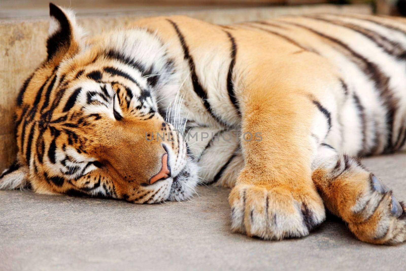 Sleeping tiger close up - shot in Chiang Mai, Thailand
