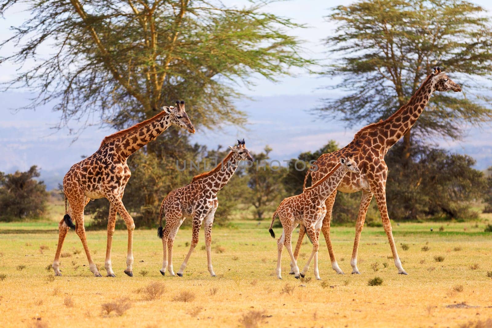 Two giraffe families - 2 mothers, 14 days old baby and 21 days old baby