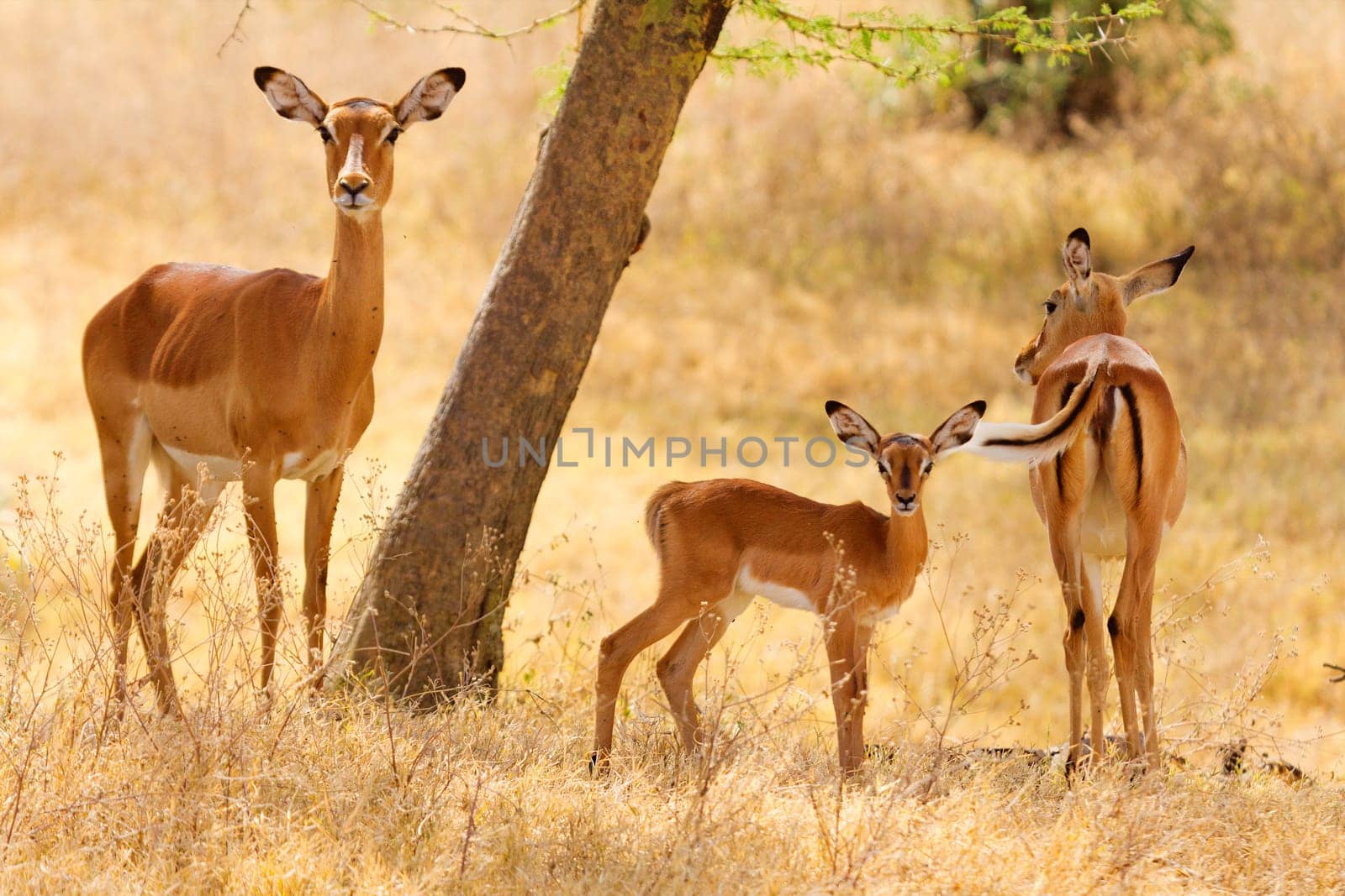 Female Impalas eating grass, Nakuru Lake, Kenya