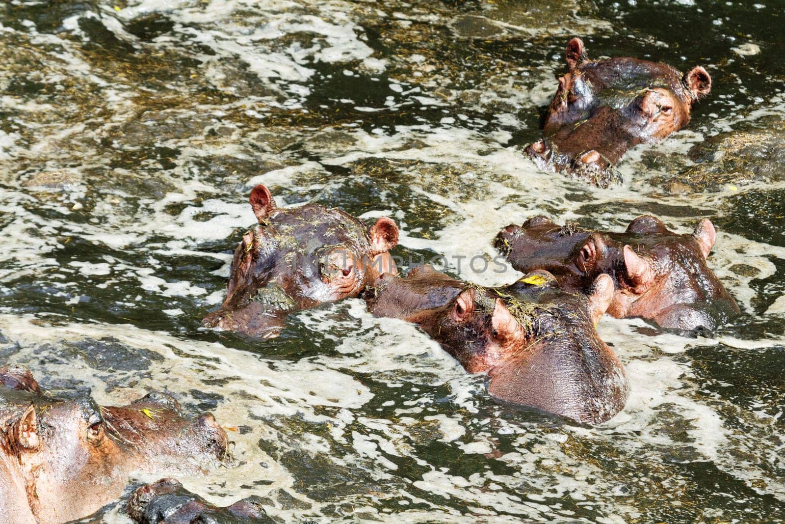 Hippopotamus enjoying bathing in water during the hot day in Masai Mara, Kenya