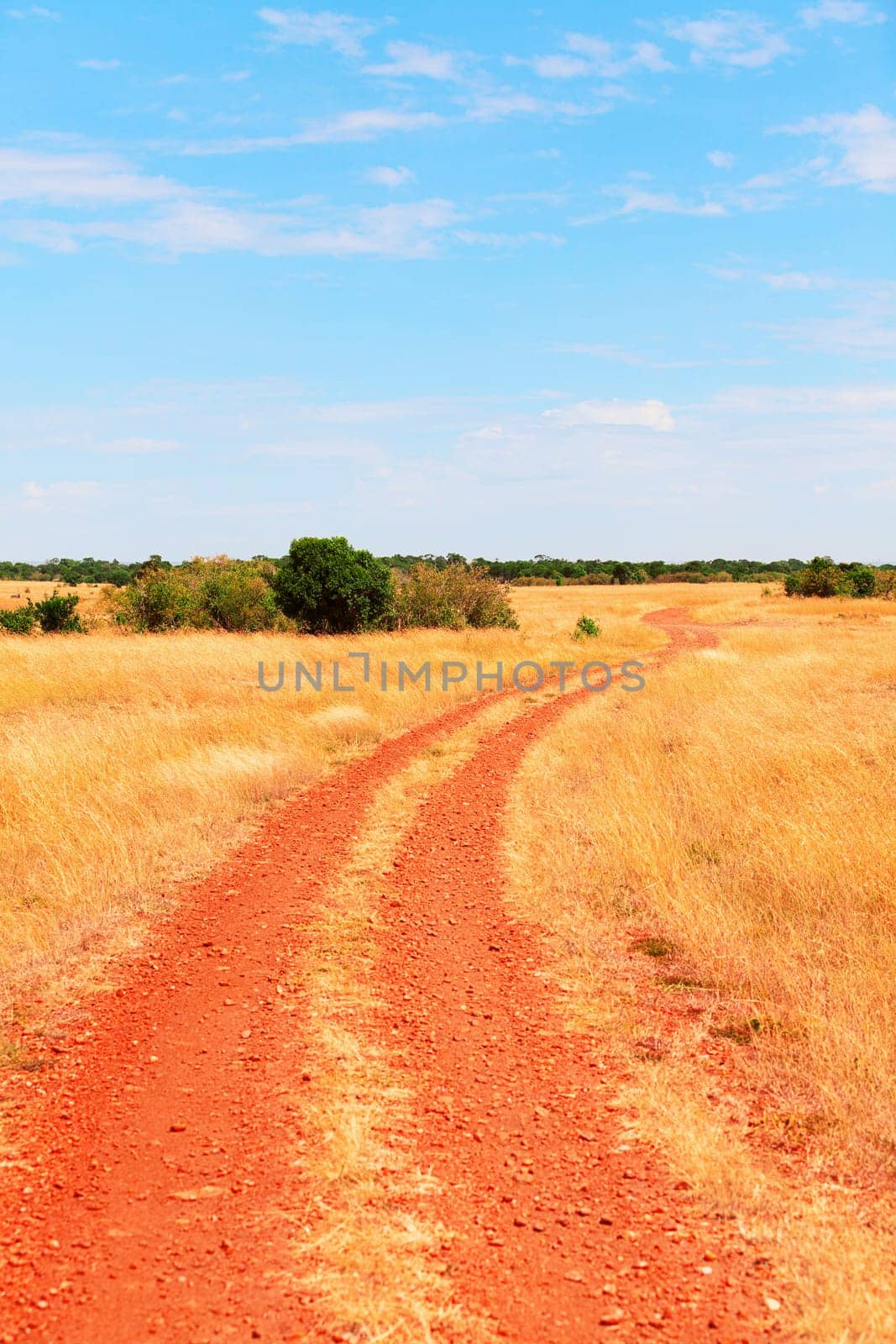 Masai Mara landscape during the dry season, Kenya