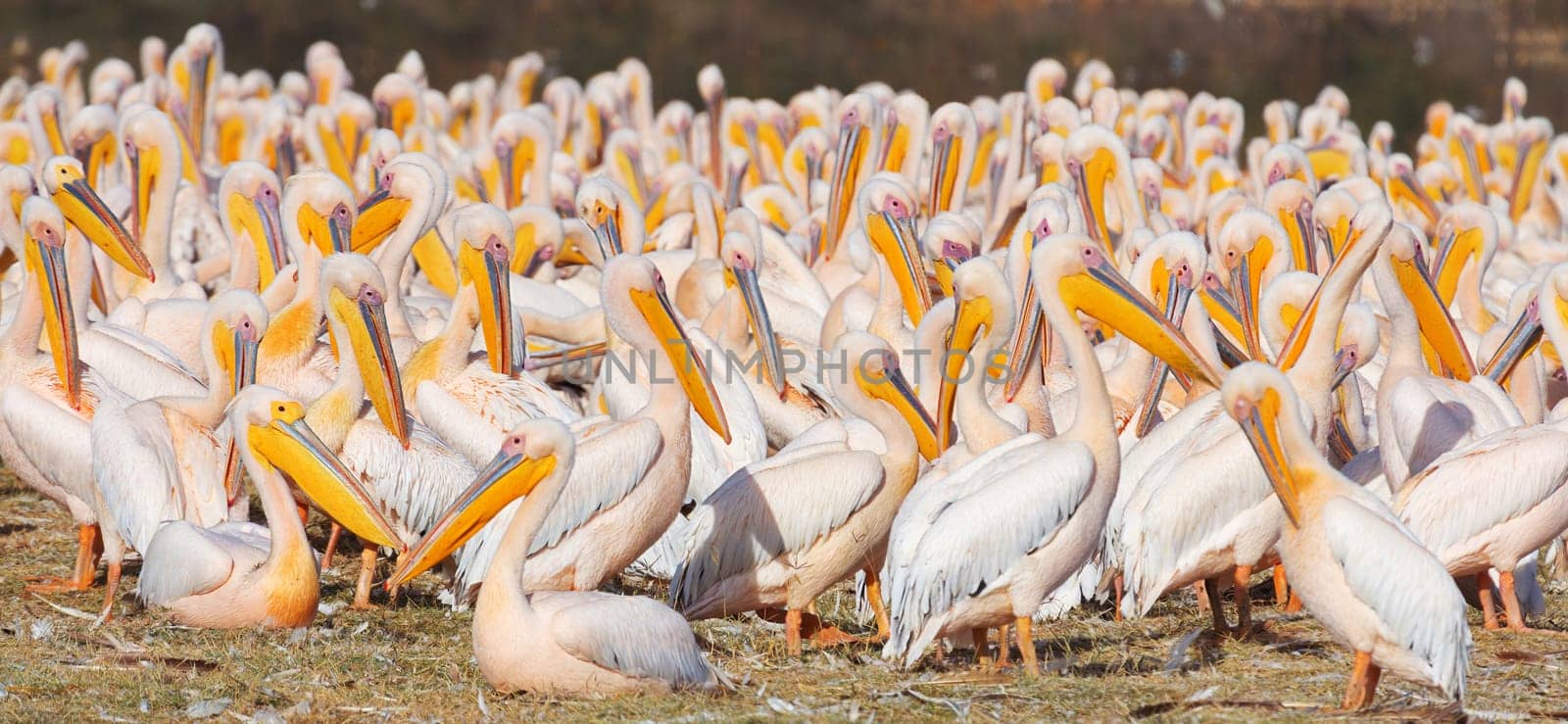 Group of pelicans near Nakuru Lake, Kenya