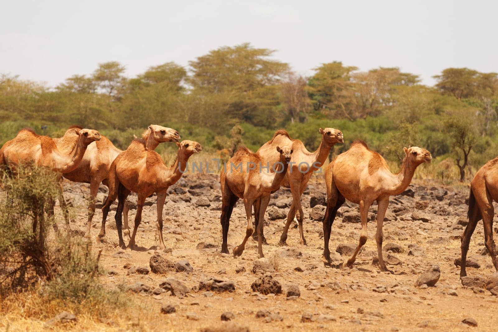 Camels used for carrying heavy luggage in Amboseli national park,Kenya